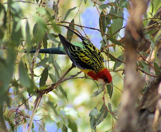 Rosella 9R033D-09.JPG